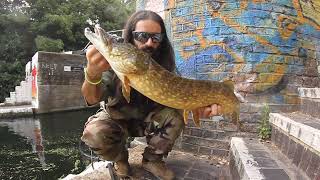 Fishing one of the poorest stretch,I caught a decent fish!!(Regent's canal)