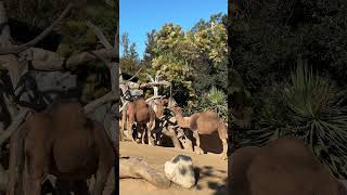 Camels! #camel #zoo #feedingtime #yummy