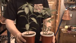 How to grow hot peppers part 4