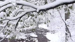 Hiking Branford Supply Pond and Queach Preserve