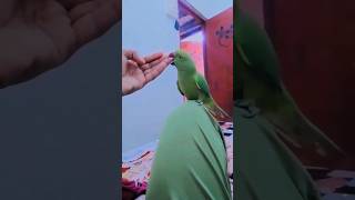 viral parrot🦜 #shorts #viral #parrot  #bird #nafeespigeon