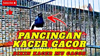 SUARA KACER GACOR NGEPLONG UNTUK PANCINGAN KACER BAHAN PAGI HARI 100% AMPUH❗