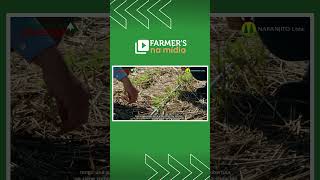 Fatores que interferem na emergência de cada semente. #agricultura #agro #agronomia #soja #farmers