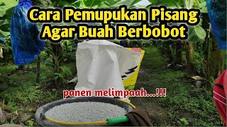 Cara Pemupukan Pisang Agar Buah Berbobot