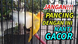 PANCINGAN LOVEBIRD INI NANTI TAMBAH GACOR