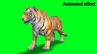 Tiger animated effect !! green screen !!