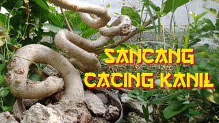 program akar bonsai sancang