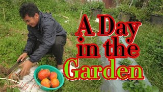 A day in the garden