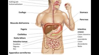 ALIMENTAZIONE. I PROCESSI DIGESTIVI, CORSO OSS, futuri OSS))