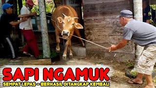 Sapi Qurban Ngamuk, Tambang Sampe Putus Satu Sentakan!