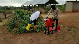 Making use of the maize plants