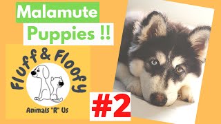 Alaskan Malamute PUPPIES 2! NEW CONTENT!! #shorts