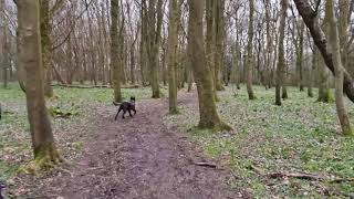 Malinois off leash walk #malinois  #belgianshepherd  #belgianmalinois