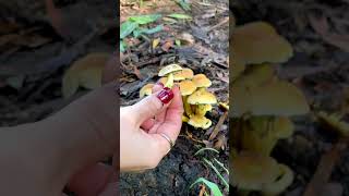 Foraging for my jewelry crafts 🤍 These are sulphur tuft mushrooms ! 🍄‍🟫