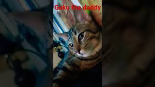 Goku daddy #music #love #dj #remix #song #catty #catbreed #catlover #caty #catvideos @YouTube