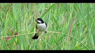 bigodinho (Sporophila lineola)