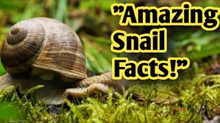 The Amazing Life of Snails: Slow, Slimy, and Fascinating!