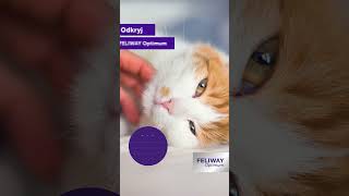 FELIWAY Optimum - redukuje wszystkie typowe oznaki stresu u kotów