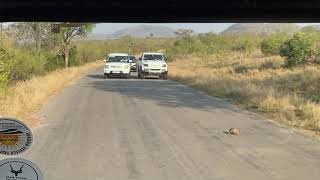 Waiting for a tortoise to cross the street