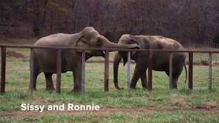 The Elephant Sanctuary | Sissy and Ronnie Share Habitat