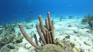 Kokomo Beach, Curacao January 2024