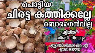 പൊട്ടിയ ചിരട്ട ഉണ്ടോ?? ബോഗൈൻവില്ല തിങ്ങി നിറയും /bogainville propagation /poppy vlogs/malayalam