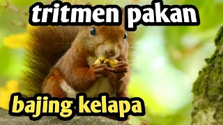 tritmen pakan tupai supaya bording