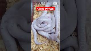 Albino Phyton #shorts #snake #albinosnake #albinophyton