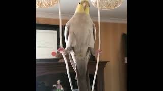 Funny And Smart Parrots #shorts #talkingparrot