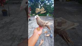 Bird video #birds #pigeon #shorts