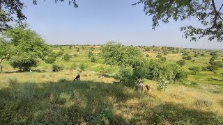 In the morning, the goats are taken out of their house to eat grass