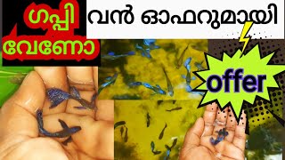 ഫാമിലെ ഗപ്പികൾ വൻ ഓഫററുമായി//#offerguppy//