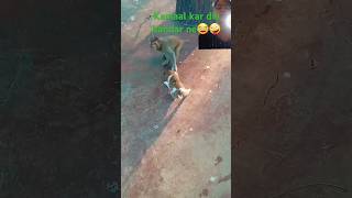 Kamal kr dia🤪 #funny #cute #monkey #dog #puppy #cat #catlover #animals #shots #trending #ytshorts