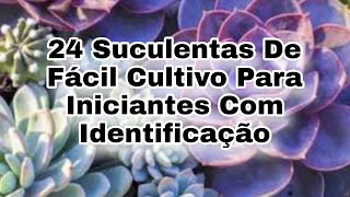 24 Suculentas De Fácil Cultivo Para Iniciantes Com Identificação