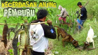 TES ARMADA BARU || SI BEGO ANJING PILIHAN BERBURU !!