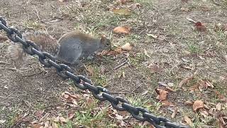 Squirrel ⬅️ 🐕 at the National Mall