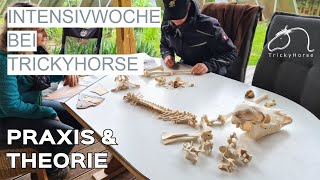 Intenisvwoche bei THT - Biomechanik - Horsemanship - Bodenarbeit