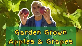 Can quality fruits grow at home? | British Summers | Gardening | Fresh Produce