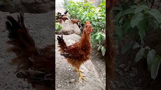 short# short feed ads# Shorts# Ch Azam# poultry