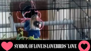 Lovebird is Symbol of Love | Unique Birds | @menmouji Poetry & Literature |