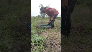 cara membersihkan gulma di area tanaman semangka #shorts