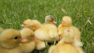 Baby Call Ducks