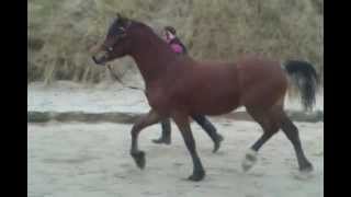 Welsh Cob Casper trotting on the beach