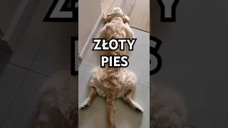 ZŁOTY PIES Kiedyś tego nie było #goldenretriever