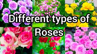 Different types of roses | Colourful Roses