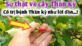 Sự thật về loại cây tên Thần kỳ có trị bệnh Thần kỳ không? xin mời Cô Bác Anh Chị tham khảo.PHAN HẢI