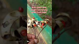 #berkebun #buah #tanaman #bonsai