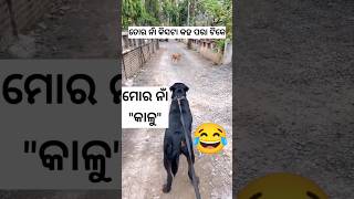 ମୋର ନାଁ କାଳୁ 😂 Dog Funny Dubbing Odia #khantikoraputia #shorts #odiacomedy #koraputiacomedy