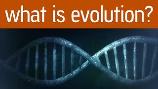 What is Evolution?