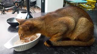 Ginger Cat is Furiously Hungry